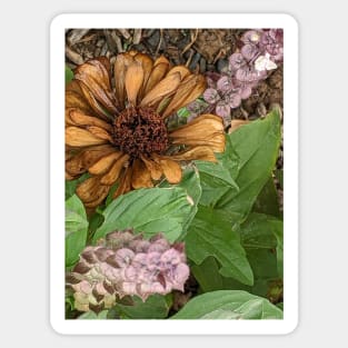 Greek basil and withered zinnia Sticker